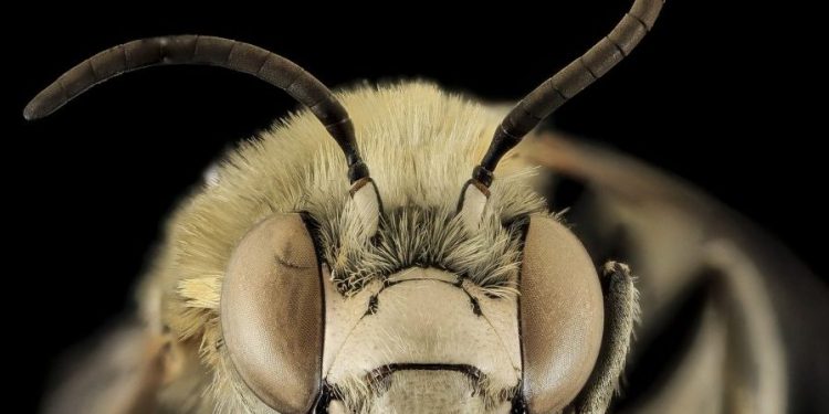 ICARUS OF CARDANO [ADA] READY TO BE ADOPTED WITHOUT PROBLEMS; IOHK CONFIRMS THE SUCCESS OF THE AUDITION